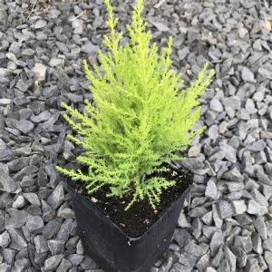 small cupressus or 4 for 10